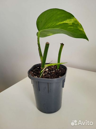 Эпипремнум золотистый