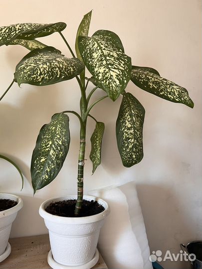 Диффенбахия