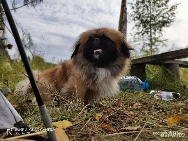 Вязка пекинес мальчик
