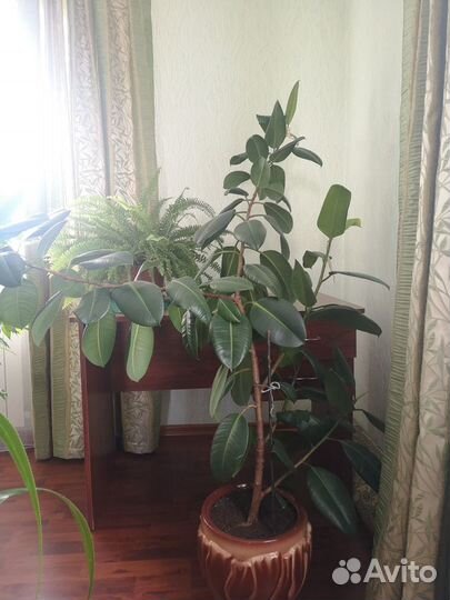 Цветы комнатные