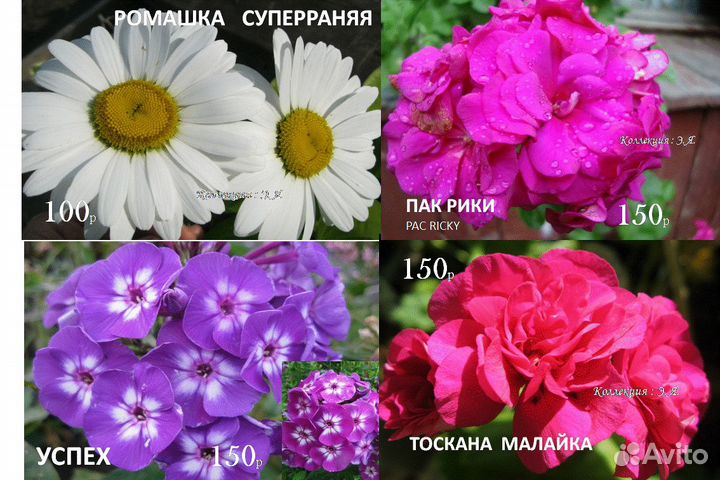 Пеларгонии, Флоксы, Ромашки, Доставка, Почтой