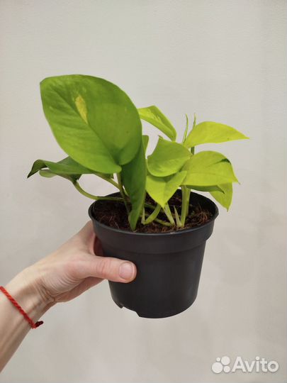 Эпипренум Голден Потос