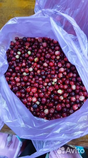 Молоко коровье/козье домашнее