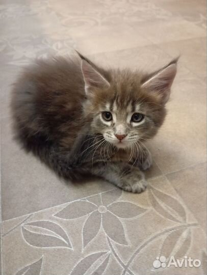 Котята мейнкуна