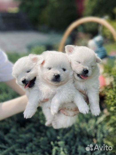 Щенки шпица