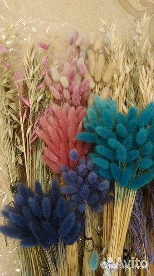 Сухоцветы и семена сухоцветов