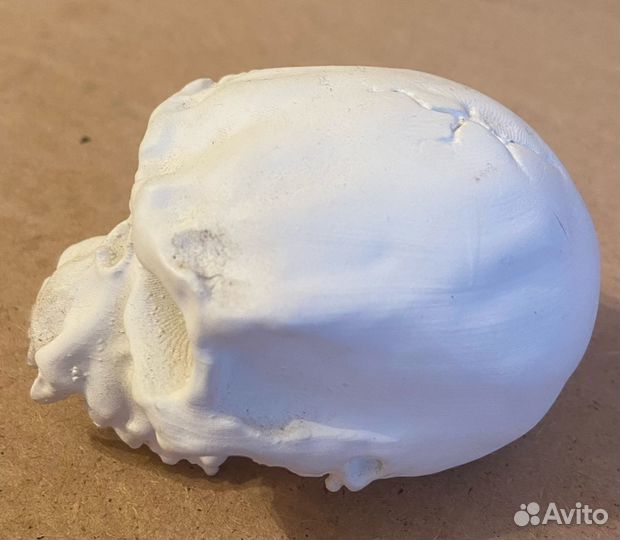 Череп гул дана