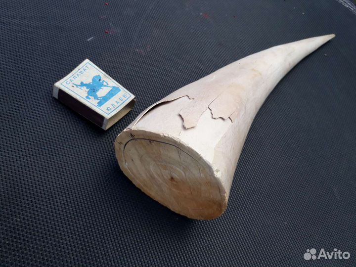 Бивень мамонта (часть)