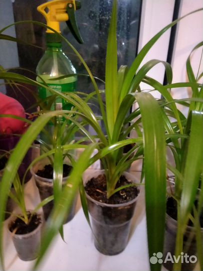 Пальма панданус