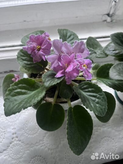 Фиалки цветущие в горшках