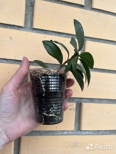 Фикус микрокарпа