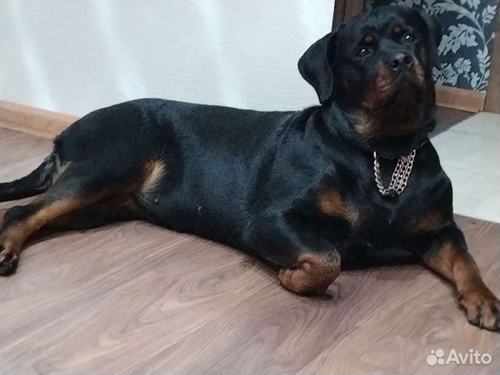 Щенки ротвейлера продажа новосибирская область