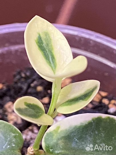 Хойя Кумингиана (Hoya Cumingiana)