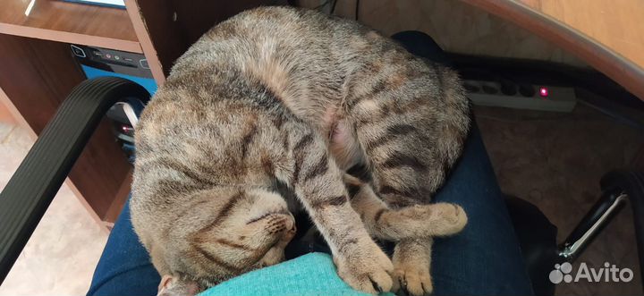 Кошка и котенок