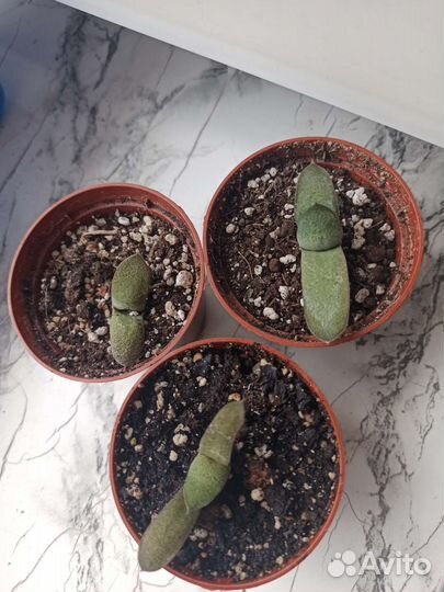 Суккуленты