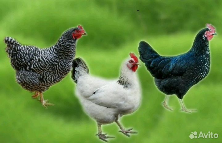 Куры несушки