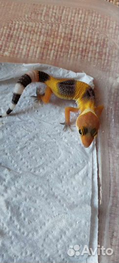 Эублефар самка, малыши