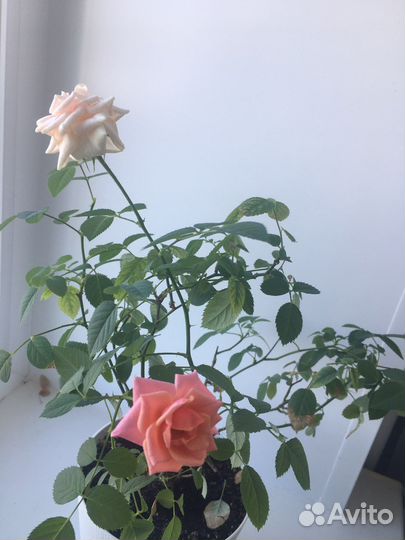 Роза декоративная