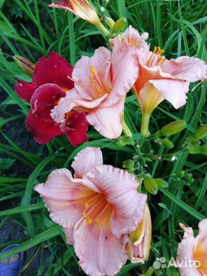 Лилейники сортовые много