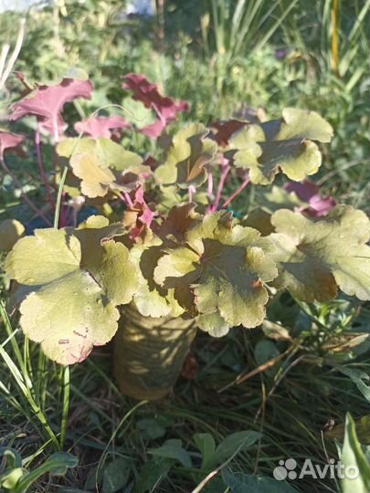 Гортензия метельчатая Summer Snow гейхеры