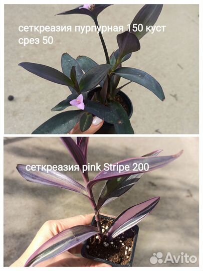 Комнатные растения, традискация много сортов