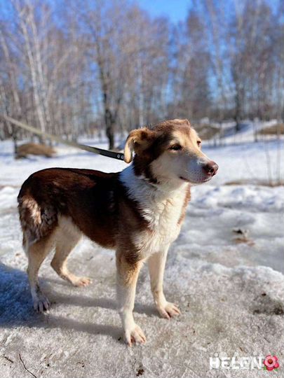 Собака в добрые руки