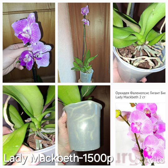 Орхидеи Биг Лип