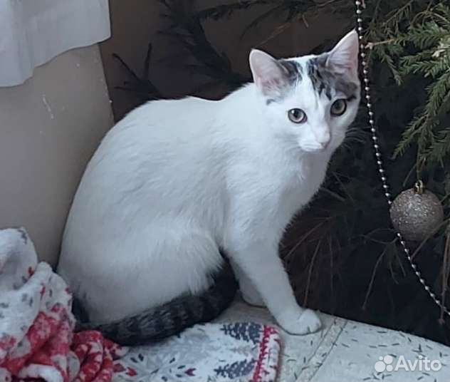 Неженка в добрые руки