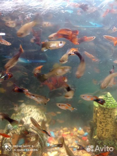 Аквариумные рыбки сомики, гуппи, меченосцы