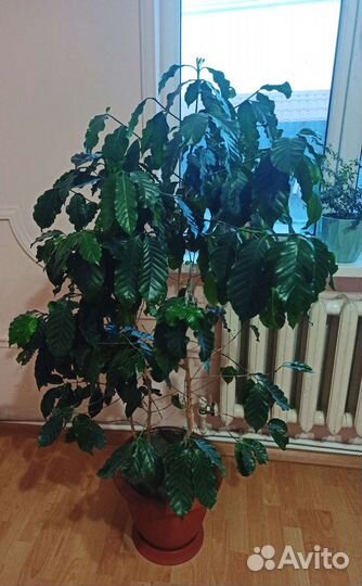 Кофейное дерево арабика