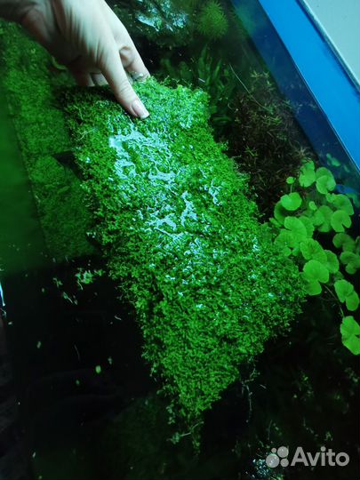 Растения для аквариума