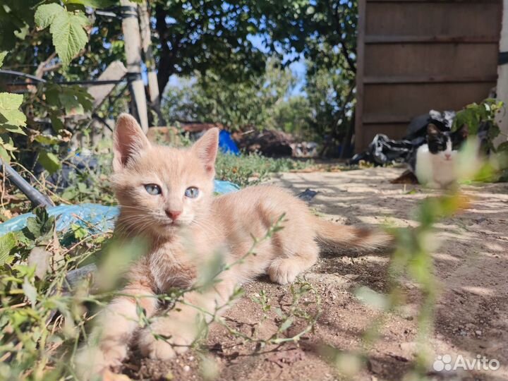 Котята в добрые руки бесплатно