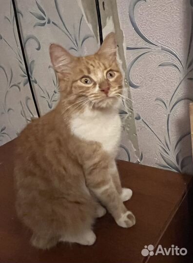 Котик в поисках дома