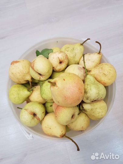 Груша поздний сорт в наличии