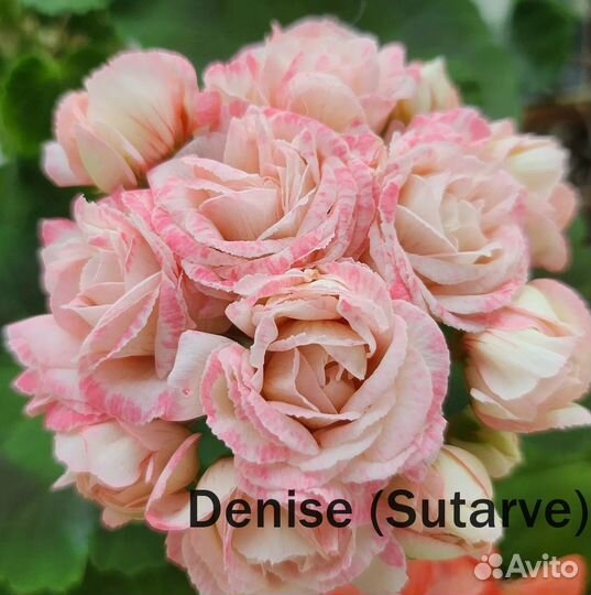Пеларгония Achievement, Denise и др