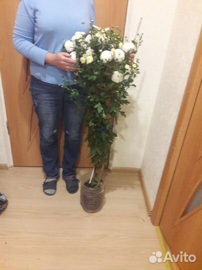 Хризантема белая