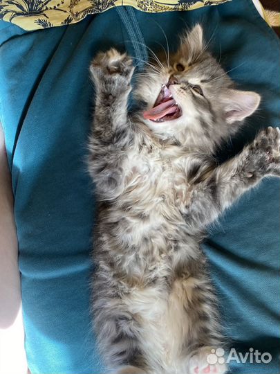 Кот