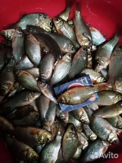 Костюм для охоты и рыбалки