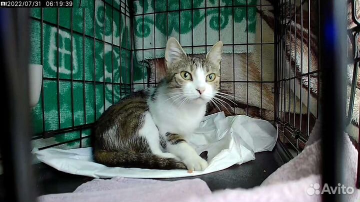 Кошка в поисках дома