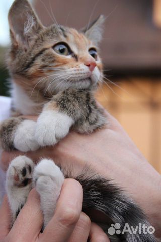 Трехцветный котенок в добрые руки объявление продам