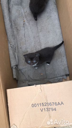 Котята милахи