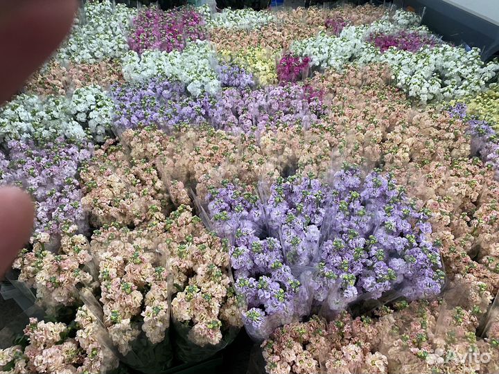 Продажа цветов оптом