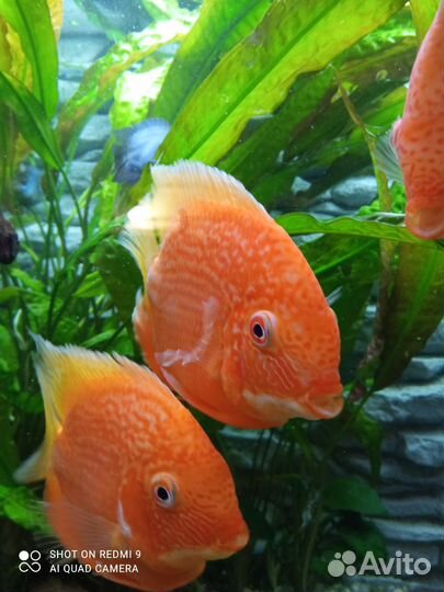 Северум красный жемчуг и гаянский мальки