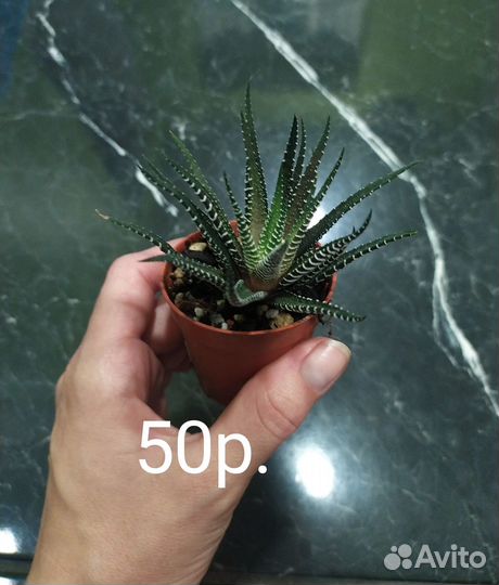 Суккуленты