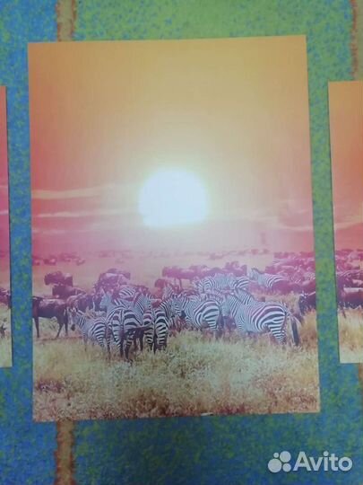Набор постеров животные африкиа