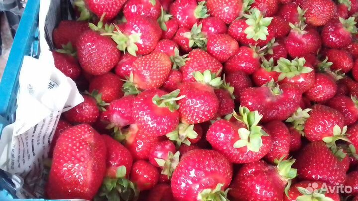 Клубника свежая сладкая