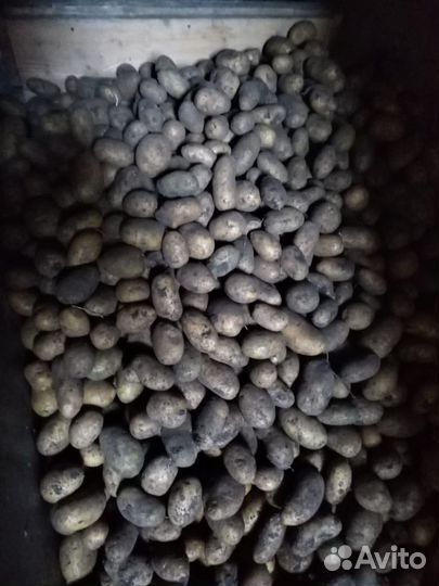 Продам картофель