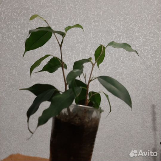 Комнатные растения