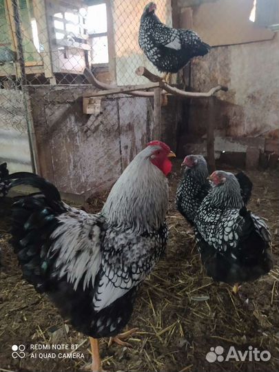 Виандот серебро