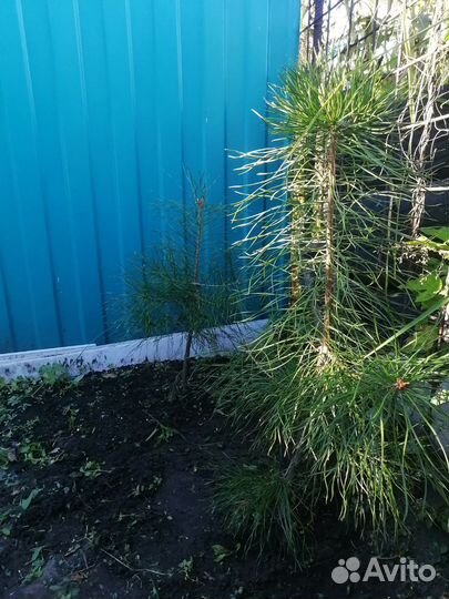 Сосна обыкновенная